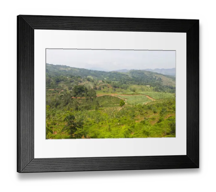 Framed Print : Pineapple fields, Udapalatha, Central Province, Sri Lanka Framed Print : Pineapple fields, Udapalatha, Central Province, Sri Lanka