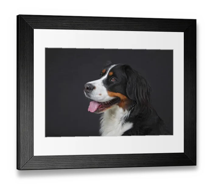 Framed Print : Bernese Mountain Dog, bitch, portrait, Germany Framed Print : Bernese Mountain Dog, bitch, portrait, Germany