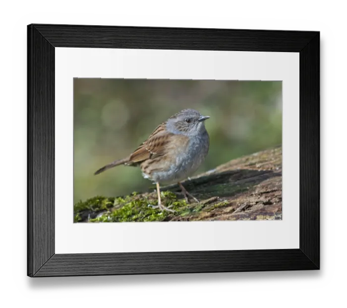 Framed Print : Dunnock, also Hedge Accentor, Hedge Sparrow or Hedge Warbler -Prunella modularis-, Untergroningen, Abtsgmuend, Baden-Wurttemberg, Germany Framed Print : Dunnock, also Hedge Accentor, Hedge Sparrow or Hedge Warbler -Prunella modularis-, Untergroningen, Abtsgmuend, Baden-Wurttemberg, Germany
