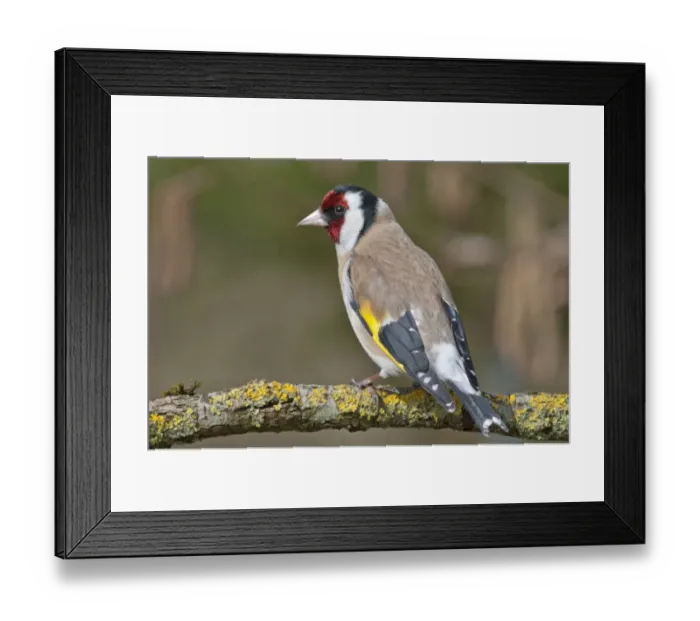 Framed Print : European Goldfinch or Goldfinch -Carduelis carduelis-, Untergroningen, Abtsgmuend, Baden-Wurttemberg, Germany Framed Print : European Goldfinch or Goldfinch -Carduelis carduelis-, Untergroningen, Abtsgmuend, Baden-Wurttemberg, Germany