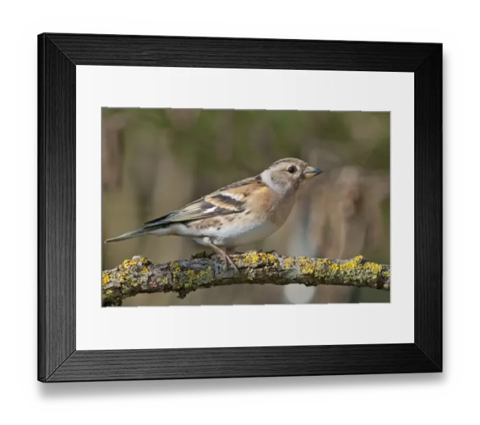 Framed Print : Brambling -Fringilla montifringilla-, female, Untergroningen, Abtsgmuend, Baden-Wurttemberg, Germany