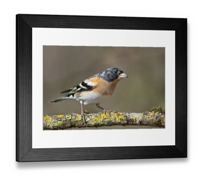 Framed Print : Brambling -Fringilla montifringilla-, male, Untergroningen, Abtsgmuend, Baden-Wurttemberg, Germany