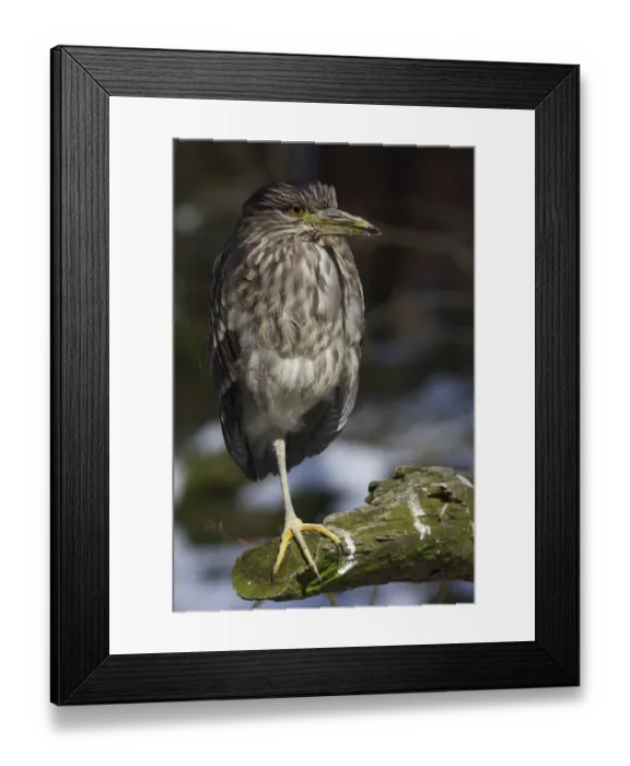 Framed Print : Eurasian Bittern or Great Bittern -Botaurus stellaris- standing on one leg, Munsterland, North Rhine-Westphalia, Germany Framed Print : Eurasian Bittern or Great Bittern -Botaurus stellaris- standing on one leg, Munsterland, North Rhine-Westphalia, Germany