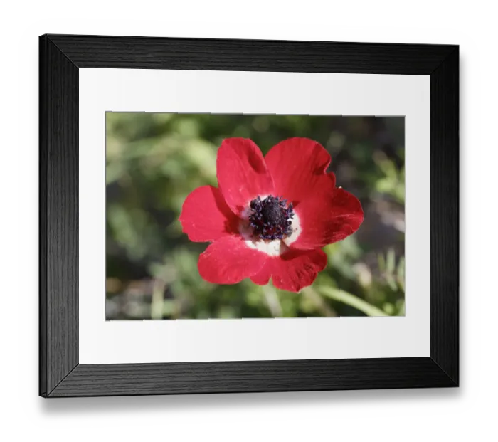 Framed Print : Crown Anemone, Poppy Anemone or Spanish Marigold -Anemone coronaria-, Cesme Peninsula, Izmir Province, Aegean Region, Turkey Framed Print : Crown Anemone, Poppy Anemone or Spanish Marigold -Anemone coronaria-, Cesme Peninsula, Izmir Province, Aegean Region, Turkey