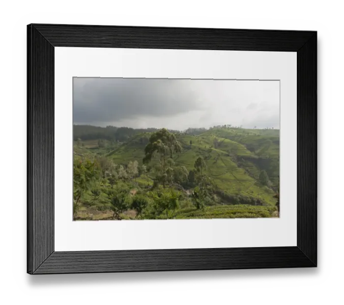 Framed Print : Tea plantation on a hill, tea garden near the Hotel Tea Factory, Nuwara Eliya, Sri Lanka Framed Print : Tea plantation on a hill, tea garden near the Hotel Tea Factory, Nuwara Eliya, Sri Lanka