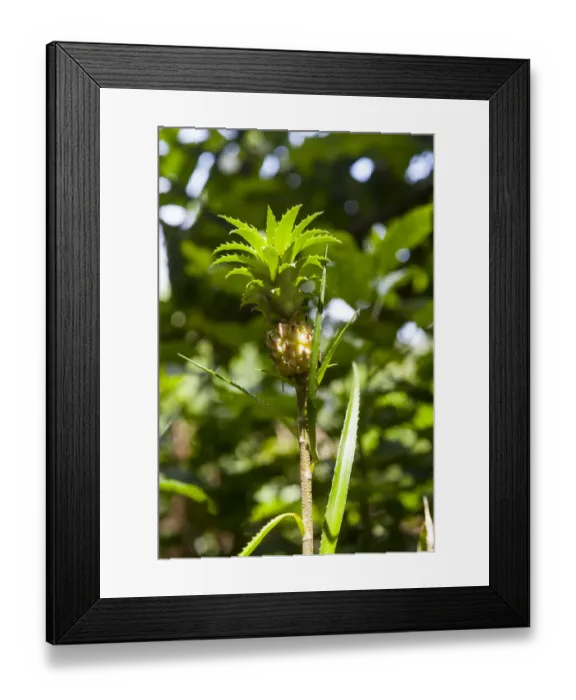 Framed Print : Pineapple -Ananas comosus-, Sri Lanka Framed Print : Pineapple -Ananas comosus-, Sri Lanka