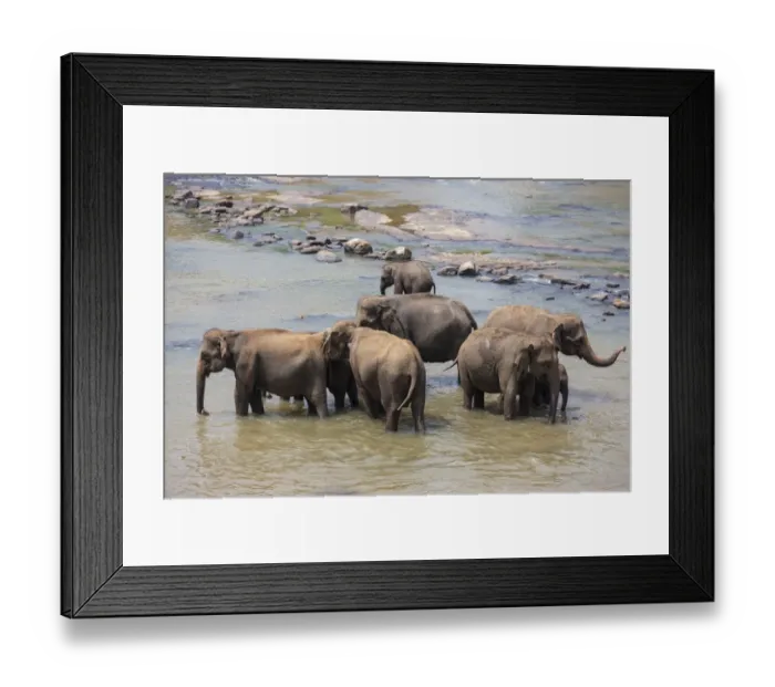 Framed Print : Herd of Asian elephants -Elephas maximus- from the Pinnawela Elephants Orphanage bathe in the Maha Oya river, Pinnawela, Sri Lanka Framed Print : Herd of Asian elephants -Elephas maximus- from the Pinnawela Elephants Orphanage bathe in the Maha Oya river, Pinnawela, Sri Lanka