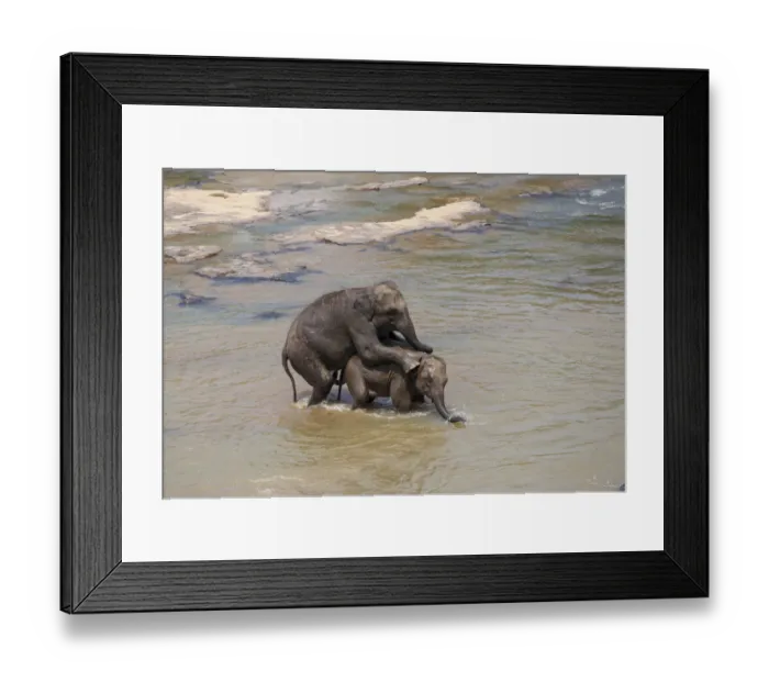 Framed Print : Asian elephants -Elephas maximus- from the Pinnawela Elephants Orphanage mating in the Maha Oya river, Pinnawela, Sri Lanka Framed Print : Asian elephants -Elephas maximus- from the Pinnawela Elephants Orphanage mating in the Maha Oya river, Pinnawela, Sri Lanka