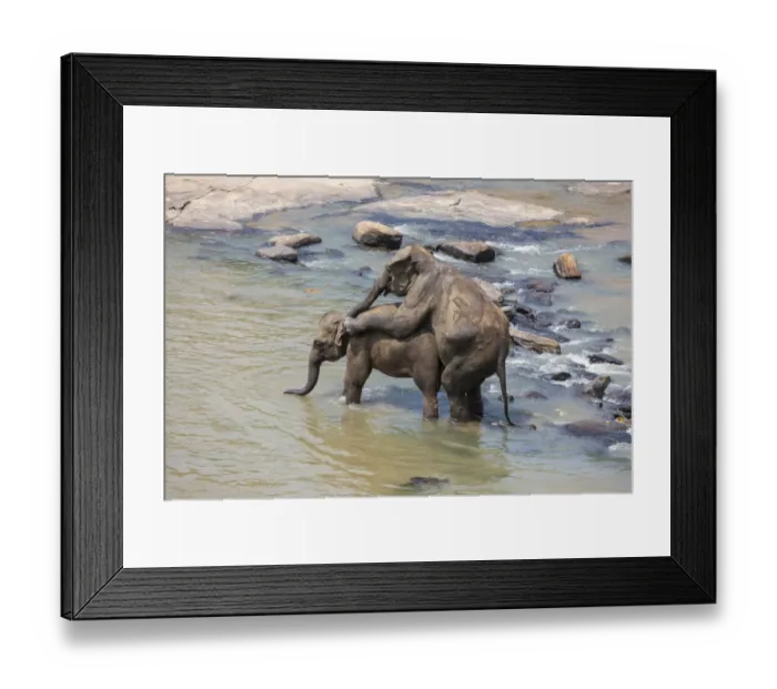 Framed Print : Asian elephants -Elephas maximus- from the Pinnawala Elephant Orphanage mating in the Maha Oya river, Pinnawala, Sri Lanka Framed Print : Asian elephants -Elephas maximus- from the Pinnawala Elephant Orphanage mating in the Maha Oya river, Pinnawala, Sri Lanka