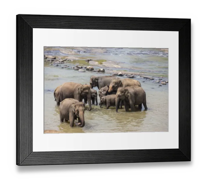 Framed Print : Herd of Asian elephants -Elephas maximus- from the Pinnawela Elephants Orphanage bathe in the Maha Oya river, Pinnawela, Sri Lanka Framed Print : Herd of Asian elephants -Elephas maximus- from the Pinnawela Elephants Orphanage bathe in the Maha Oya river, Pinnawela, Sri Lanka