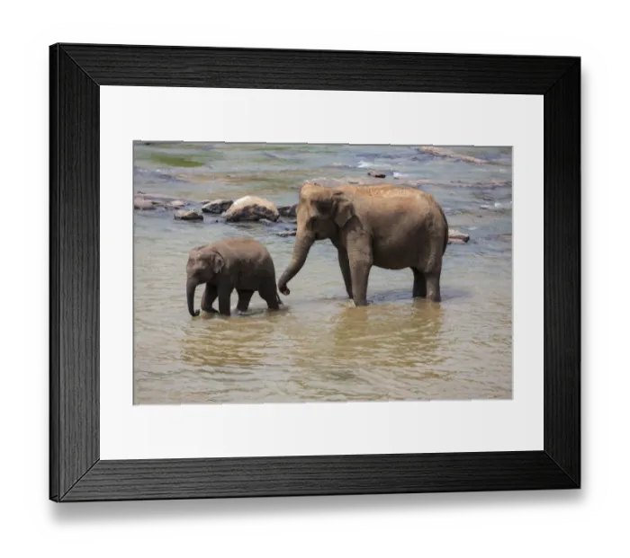 Framed Print : Herd of Asian elephants -Elephas maximus- from the Pinnawela Elephants Orphanage bathe in the Maha Oya river, Pinnawela, Sri Lanka Framed Print : Herd of Asian elephants -Elephas maximus- from the Pinnawela Elephants Orphanage bathe in the Maha Oya river, Pinnawela, Sri Lanka
