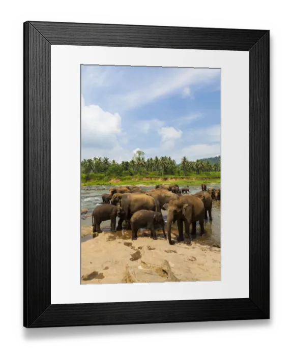 Framed Print : Herd of Asian elephants -Elephas maximus- from the Pinnawela Elephants Orphanage bathe in the Maha Oya river, Pinnawela, Sri Lanka Framed Print : Herd of Asian elephants -Elephas maximus- from the Pinnawela Elephants Orphanage bathe in the Maha Oya river, Pinnawela, Sri Lanka
