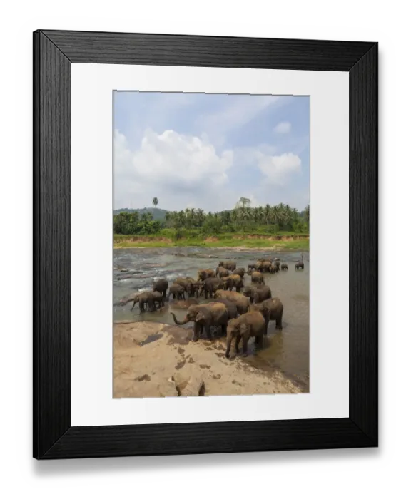Framed Print : Herd of Asian elephants -Elephas maximus- from the Pinnawela Elephants Orphanage bathe in the Maha Oya river, Pinnawela, Sri Lanka Framed Print : Herd of Asian elephants -Elephas maximus- from the Pinnawela Elephants Orphanage bathe in the Maha Oya river, Pinnawela, Sri Lanka