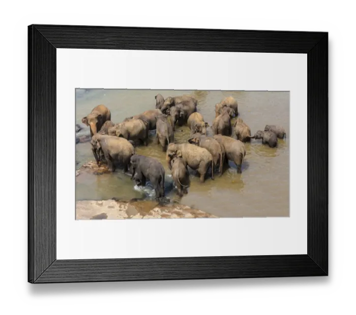Framed Print : Herd of Asian elephants -Elephas maximus- from the Pinnawela Elephants Orphanage bathe in the Maha Oya river, Pinnawela, Sri Lanka Framed Print : Herd of Asian elephants -Elephas maximus- from the Pinnawela Elephants Orphanage bathe in the Maha Oya river, Pinnawela, Sri Lanka