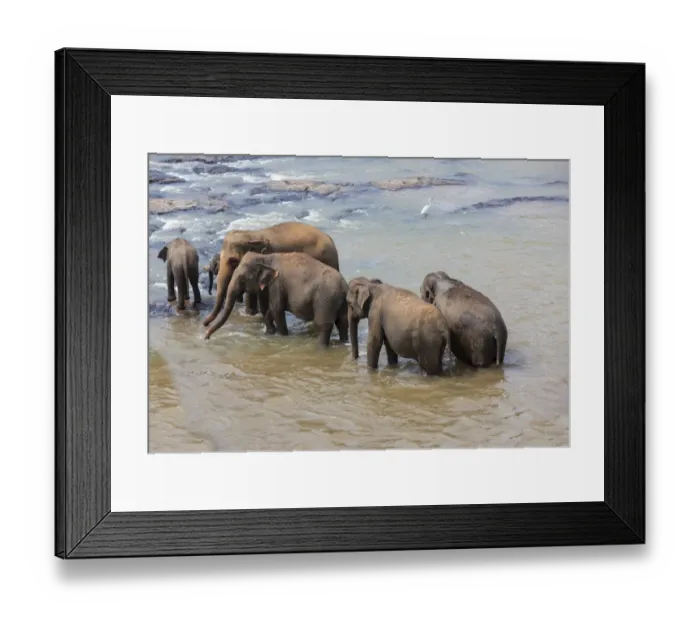 Framed Print : Herd of Asian elephants -Elephas maximus- from the Pinnawela Elephants Orphanage bathe in the Maha Oya river, Pinnawela, Sri Lanka