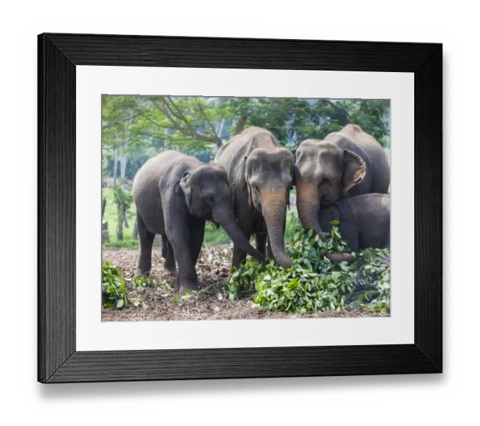 Framed Print : Asian elephants -Elephas maximus- feeding in the Pinnawela Elephants Orphanage, Pinnawela, Sri Lanka Framed Print : Asian elephants -Elephas maximus- feeding in the Pinnawela Elephants Orphanage, Pinnawela, Sri Lanka