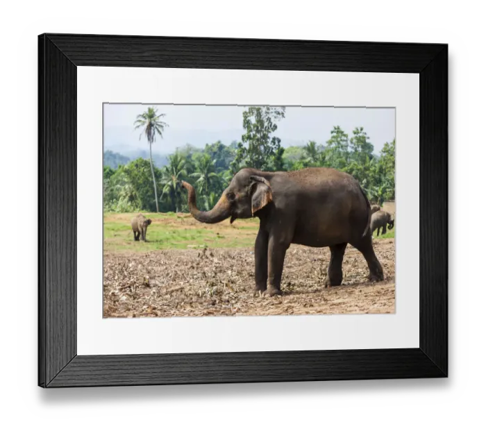Framed Print : Asian elephants -Elephas maximus- feeding in the Pinnawela Elephants Orphanage, Pinnawela, Sri Lanka