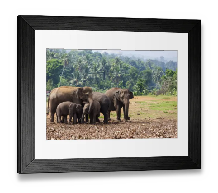 Framed Print : Asian elephants -Elephas maximus- feeding in the Pinnawela Elephants Orphanage, Pinnawela, Sri Lanka