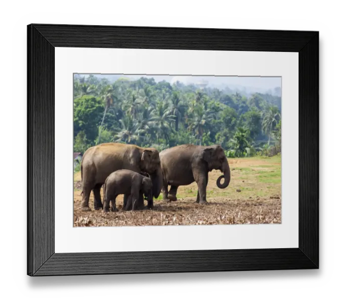 Framed Print : Asian elephants -Elephas maximus- feeding in the Pinnawela Elephants Orphanage, Pinnawela, Sri Lanka Framed Print : Asian elephants -Elephas maximus- feeding in the Pinnawela Elephants Orphanage, Pinnawela, Sri Lanka