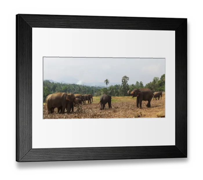 Framed Print : Asian elephants -Elephas maximus- feeding in the Pinnawala Elephant Orphanage, Pinnawala, Sri Lanka Framed Print : Asian elephants -Elephas maximus- feeding in the Pinnawala Elephant Orphanage, Pinnawala, Sri Lanka