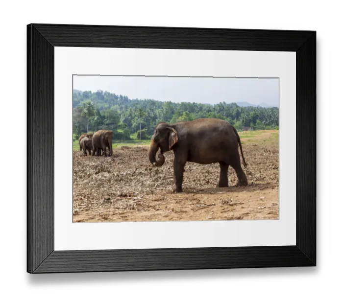 Framed Print : Asian elephants -Elephas maximus- feeding in the Pinnawela Elephants Orphanage, Pinnawela, Sri Lanka Framed Print : Asian elephants -Elephas maximus- feeding in the Pinnawela Elephants Orphanage, Pinnawela, Sri Lanka