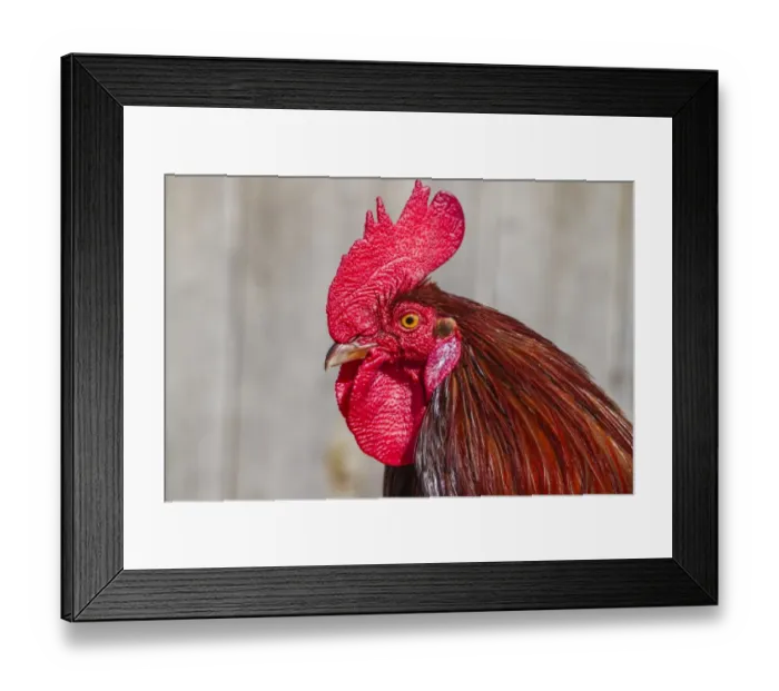 Framed Print : Domestic Fowl -Gallus domesticus-, portrait Framed Print : Domestic Fowl -Gallus domesticus-, portrait
