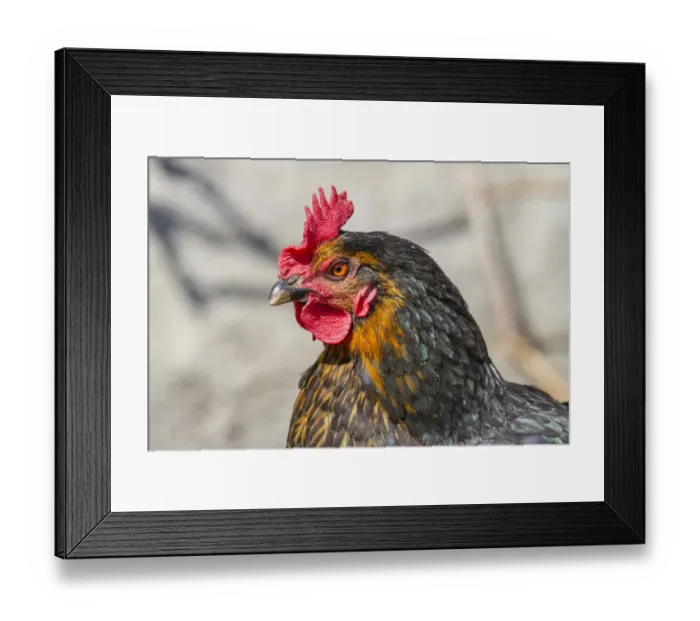 Framed Print : Domestic Fowl -Gallus domesticus-, portrait Framed Print : Domestic Fowl -Gallus domesticus-, portrait