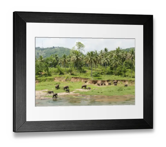 Framed Print : Group of Asian Elephants -Elephas maximus- by the river, Pinnawala, Sabaragamuwa province, Sri Lanka Framed Print : Group of Asian Elephants -Elephas maximus- by the river, Pinnawala, Sabaragamuwa province, Sri Lanka