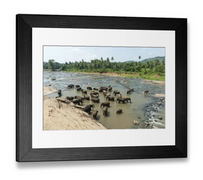 Framed Print : Group of Asian Elephants -Elephas maximus- by the river, Pinnawala, Sabaragamuwa province, Sri Lanka