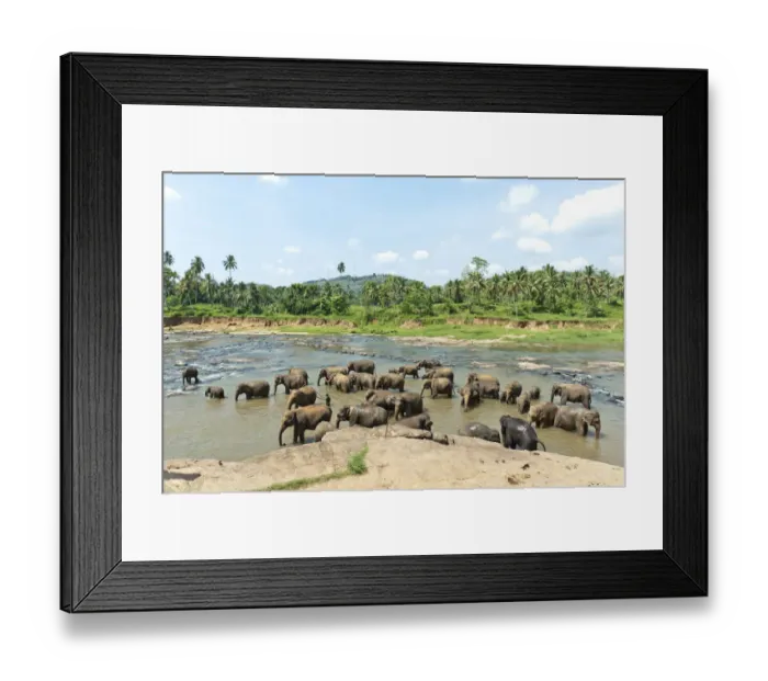 Framed Print : Group of Asian Elephants -Elephas maximus- by the river, Pinnawala, Sabaragamuwa province, Sri Lanka Framed Print : Group of Asian Elephants -Elephas maximus- by the river, Pinnawala, Sabaragamuwa province, Sri Lanka