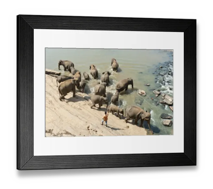 Framed Print : Group of Asian Elephants -Elephas maximus- by the river, Pinnawala, Sabaragamuwa province, Sri Lanka Framed Print : Group of Asian Elephants -Elephas maximus- by the river, Pinnawala, Sabaragamuwa province, Sri Lanka