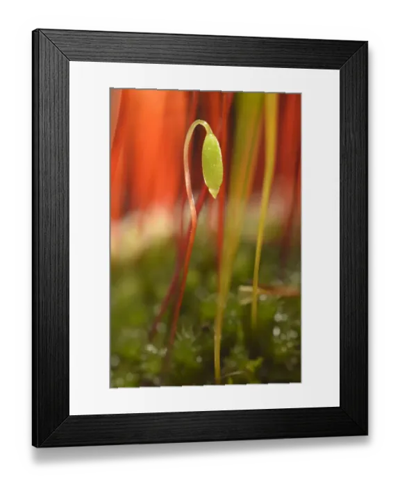Framed Print : Creeping feather-moss -Amblystegium serpens-, sporophyte with seta and capsule, Stuttgart, Baden-Wurttemberg, Germany