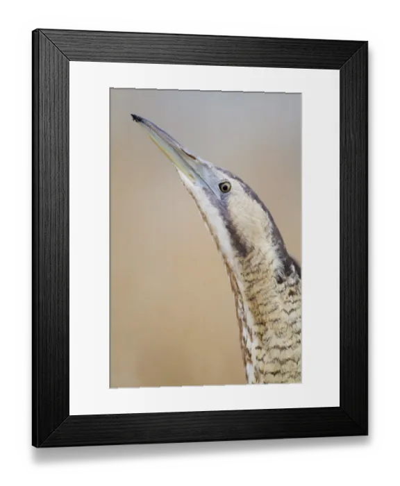 Framed Print : Eurasian Bittern or Great Bittern -Botaurus stellaris-, Burgenland, Austria Framed Print : Eurasian Bittern or Great Bittern -Botaurus stellaris-, Burgenland, Austria