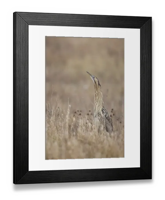 Framed Print : Eurasian Bittern or Great Bittern -Botaurus stellaris-, Burgenland, Austria Framed Print : Eurasian Bittern or Great Bittern -Botaurus stellaris-, Burgenland, Austria