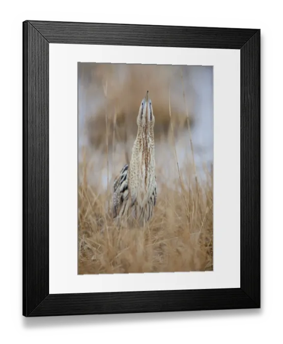 Framed Print : Eurasian Bittern or Great Bittern -Botaurus stellaris-, Burgenland, Austria Framed Print : Eurasian Bittern or Great Bittern -Botaurus stellaris-, Burgenland, Austria