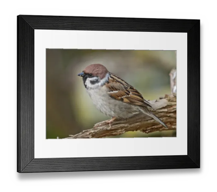 Framed Print : Tree Sparrow -Passer montanus-, Untergroningen, Abtsgmuend, Baden-Wurttemberg, Germany Framed Print : Tree Sparrow -Passer montanus-, Untergroningen, Abtsgmuend, Baden-Wurttemberg, Germany