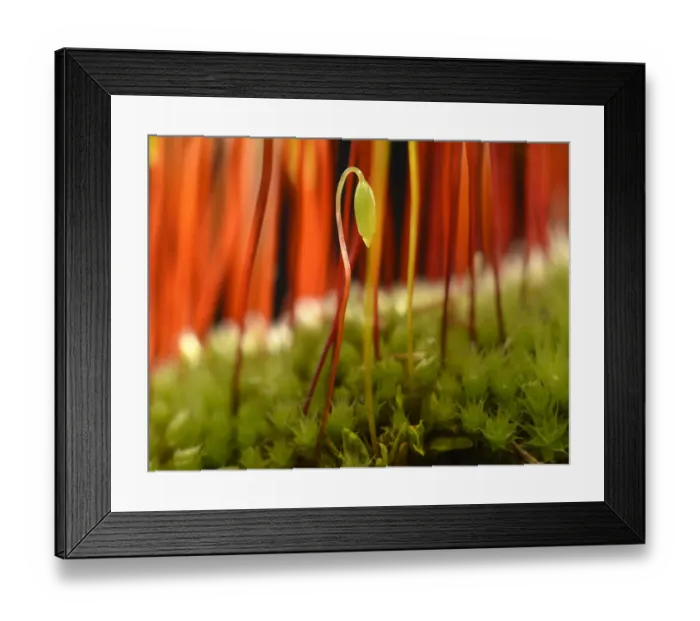 Framed Print : Sporophyte of Creeping feather-moss -Amblystegium serpens-, Stuttgart, Baden-Wurttemberg, Germany Framed Print : Sporophyte of Creeping feather-moss -Amblystegium serpens-, Stuttgart, Baden-Wurttemberg, Germany