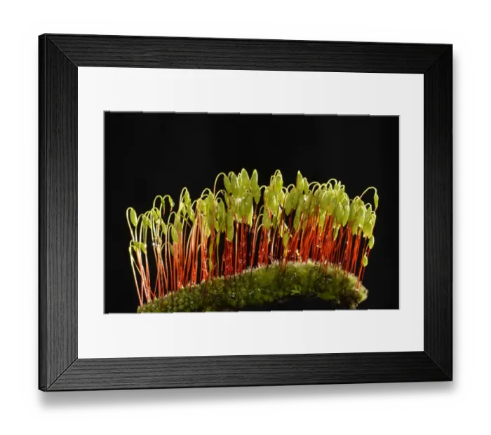 Framed Print : Sporophytes of Creeping feather-moss -Amblystegium serpens-, Stuttgart, Baden-Wurttemberg, Germany Framed Print : Sporophytes of Creeping feather-moss -Amblystegium serpens-, Stuttgart, Baden-Wurttemberg, Germany