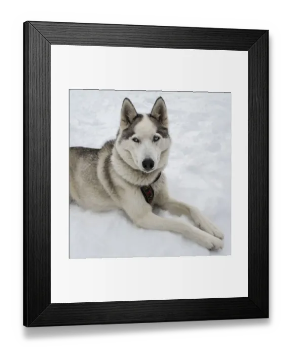 Framed Print : Siberian Husky Framed Print : Siberian Husky
