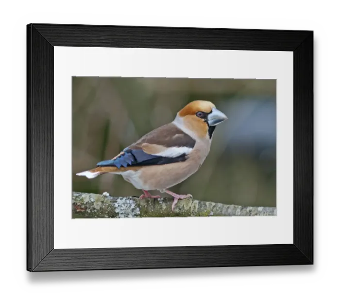 Framed Print : Hawfinch -Coccothraustes coccothraustes-, male, Untergroningen, Abtsgmuend, Baden-Wurttemberg, Germany Framed Print : Hawfinch -Coccothraustes coccothraustes-, male, Untergroningen, Abtsgmuend, Baden-Wurttemberg, Germany