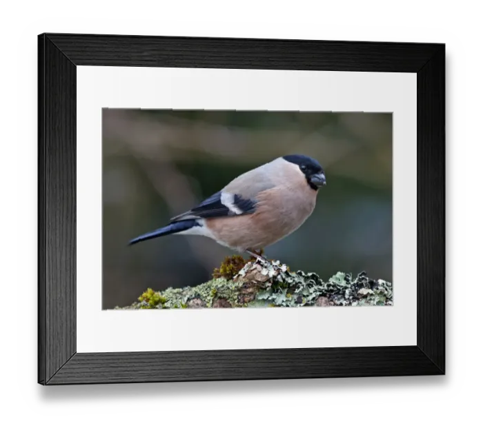 Framed Print : Bullfinch or Eurasian Bullfinch -Pyrrhula pyrrhula-, female feeding on sunflower seed, Untergroningen, Abtsgmuend, Baden-Wurttemberg, Germany Framed Print : Bullfinch or Eurasian Bullfinch -Pyrrhula pyrrhula-, female feeding on sunflower seed, Untergroningen, Abtsgmuend, Baden-Wurttemberg, Germany