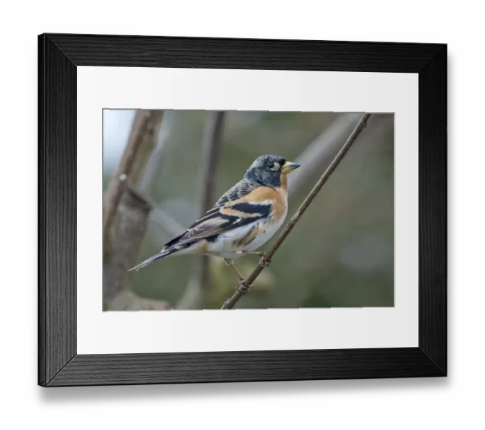 Framed Print : Brambling -Frigilla montifringilla-, male, Untergroningen, Abtsgmuend, Baden-Wurttemberg, Germany Framed Print : Brambling -Frigilla montifringilla-, male, Untergroningen, Abtsgmuend, Baden-Wurttemberg, Germany