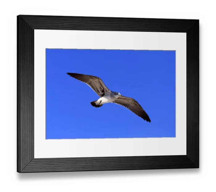 Framed Print : Laughing Gull -Larus atricilla-, flying, Sanibel Island, Florida, USA Framed Print : Laughing Gull -Larus atricilla-, flying, Sanibel Island, Florida, USA