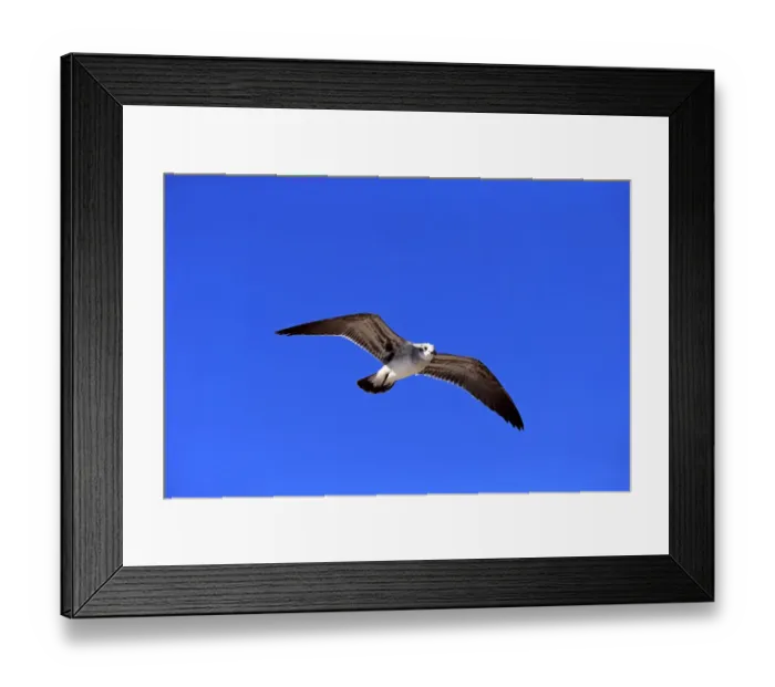 Framed Print : Laughing Gull -Larus atricilla-, flying, Sanibel Island, Florida, USA Framed Print : Laughing Gull -Larus atricilla-, flying, Sanibel Island, Florida, USA