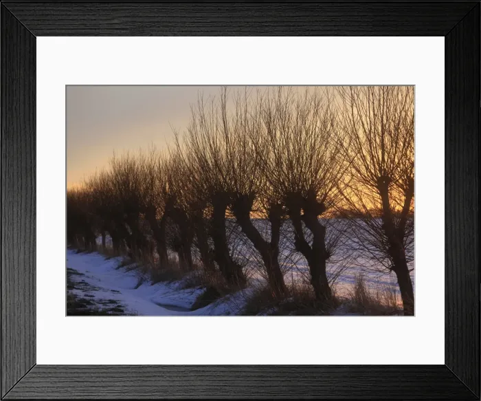 Framed Print : Row of willow trees -Salix- at the sunset, with snow, Mecklenburg-Western Pomerania, Germany Framed Print : Row of willow trees -Salix- at the sunset, with snow, Mecklenburg-Western Pomerania, Germany