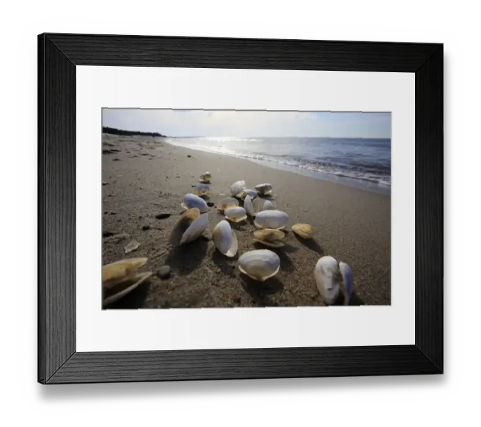 Framed Print : Shells on a Baltic Sea beach, Mecklenburg-Western Pomerania, Germany Framed Print : Shells on a Baltic Sea beach, Mecklenburg-Western Pomerania, Germany