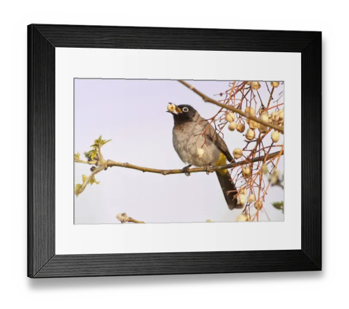 Framed Print : White-spectacled Bulbul or Yellow-vented Bulbul -Pycnonotus xanthopygos- eating berries on a branch, Antalya, Turkey Framed Print : White-spectacled Bulbul or Yellow-vented Bulbul -Pycnonotus xanthopygos- eating berries on a branch, Antalya, Turkey