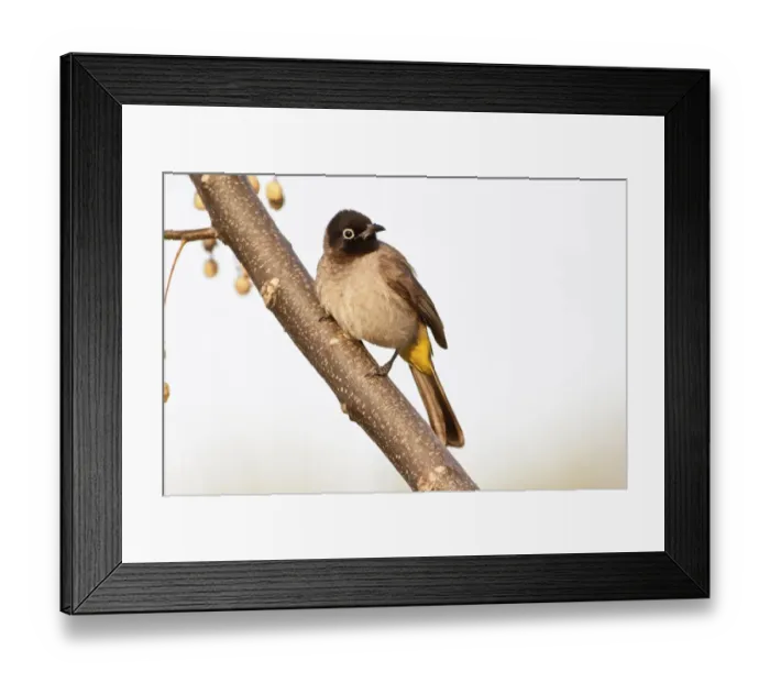 Framed Print : White-spectacled Bulbul or Yellow-vented Bulbul -Pycnonotus xanthopygos- on a branch, Antalya, Turkey