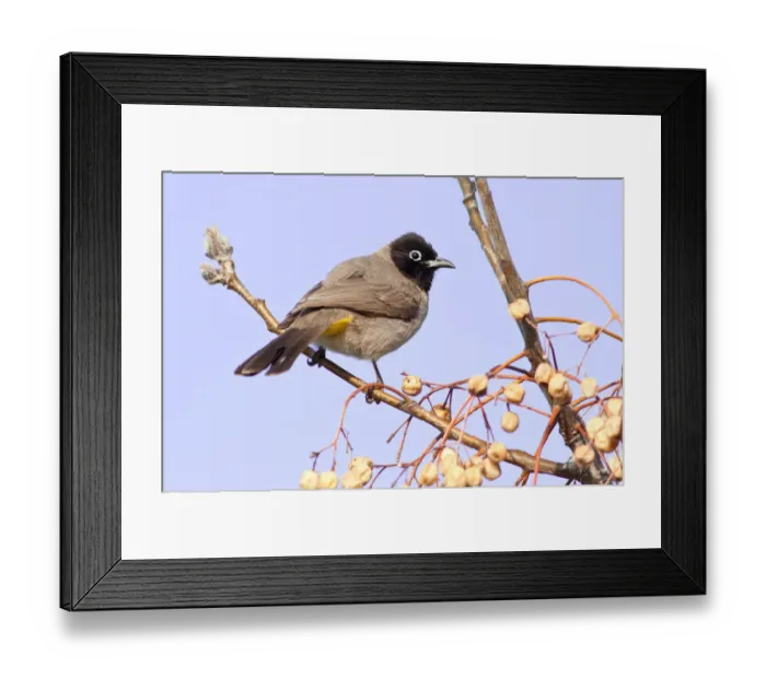 Framed Print : White-spectacled Bulbul or Yellow-vented Bulbul -Pycnonotus xanthopygos- on a branch, Antalya, Turkey Framed Print : White-spectacled Bulbul or Yellow-vented Bulbul -Pycnonotus xanthopygos- on a branch, Antalya, Turkey