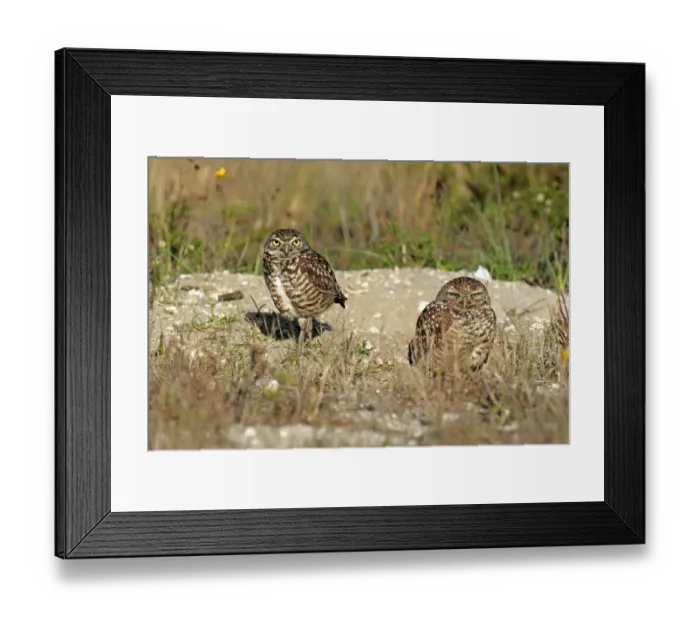 Framed Print : Burrowing owls -Athene cunicularia- adult, at den, Florida, United States Framed Print : Burrowing owls -Athene cunicularia- adult, at den, Florida, United States